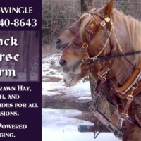 Black Horse Farm Business Card 