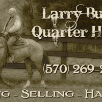 Burke Quarter Horses