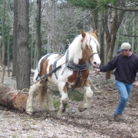 7 Fitzmorris Horse Logging - Logo Development Stage 1
