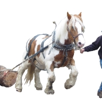 6 Fitzmorris Horse Logging - Logo Development Stage 2