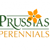 prussia-logo3_edited-1.png