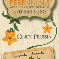 Prussias Perennials Business Card Design