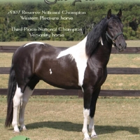 Ro-No Ranch Stallion Poster