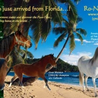 Ro-No Ranch Postcard (Front)