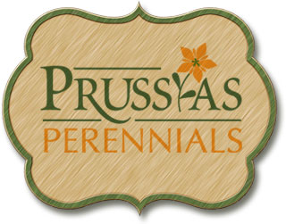 logo Prussias Perennials